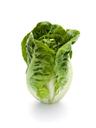 Lettuce: Little Gem