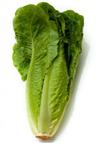 Lettuce: Romaine