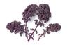 Kale: Red Curly