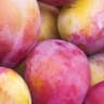 Plum: Victoria
