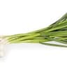 Garlic: Green