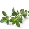 Thyme