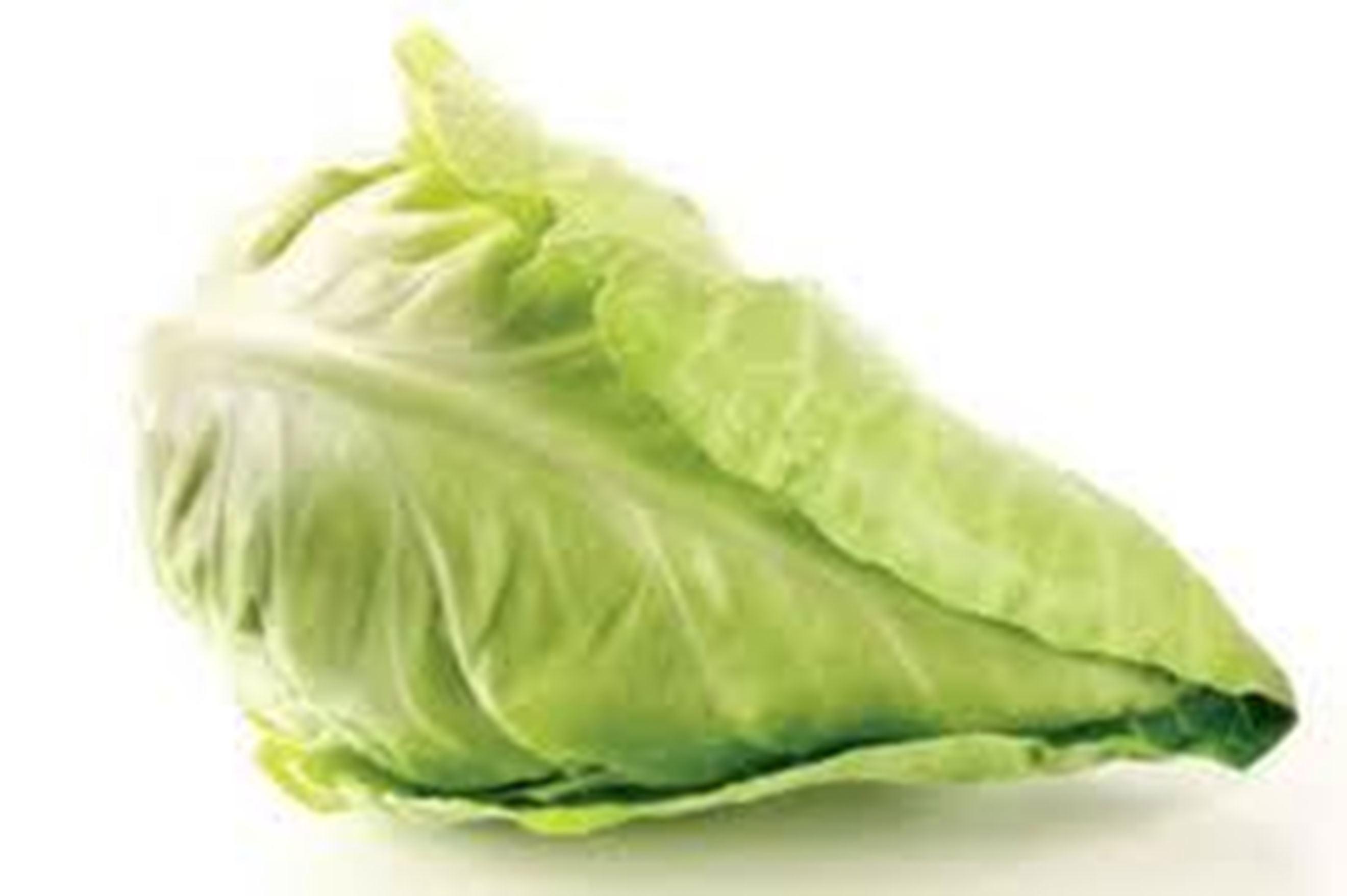 Cabbage - Pointed