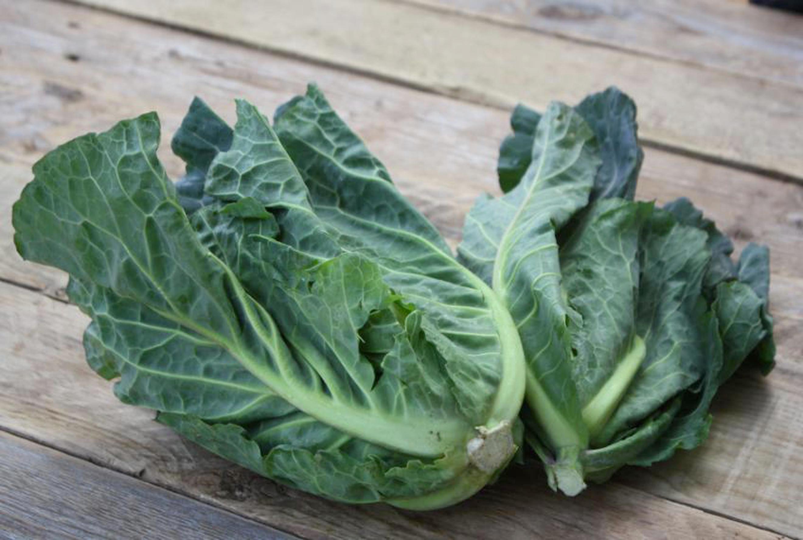 Organic Spring Greens – Tender, Leafy & Grown in Hambledon by Hampshire Market Garden