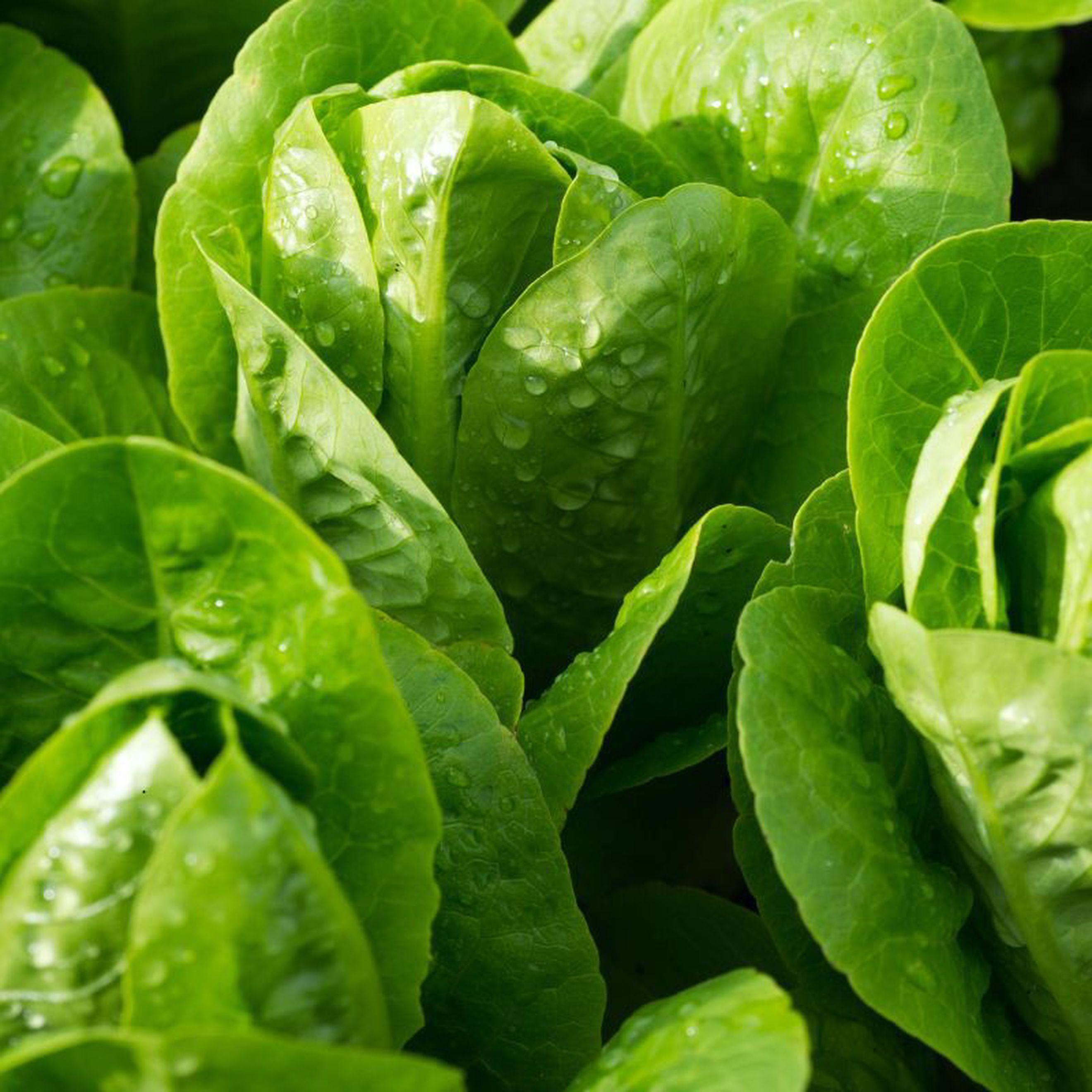 Organic Little Gem Lettuce (Pair) – Crisp, Sweet & Grown in Hambledon