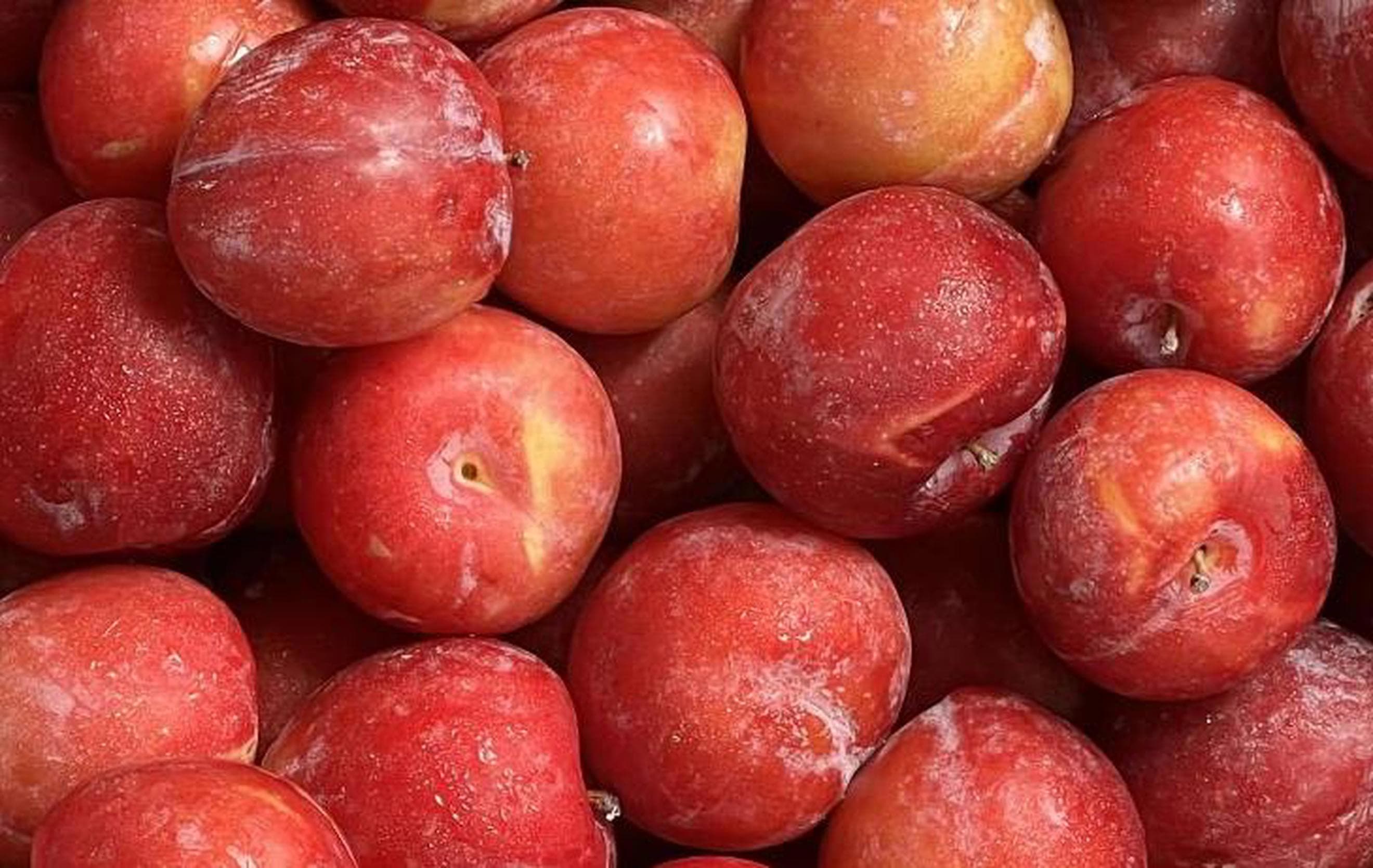 Plum Santa Rosa - Sweet & Juicy