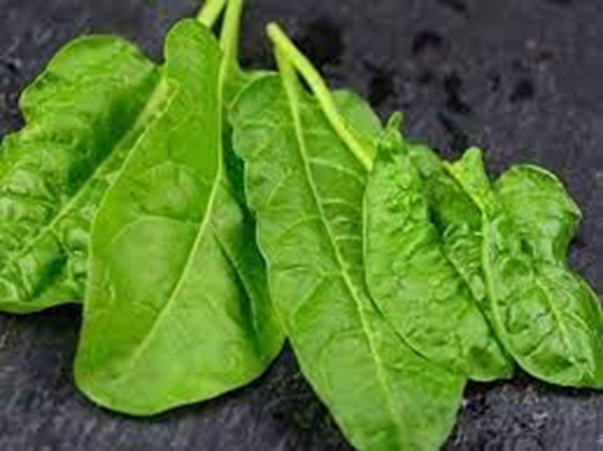 Perpetual Spinach – Leafy, Mild & Grown in Hambledon