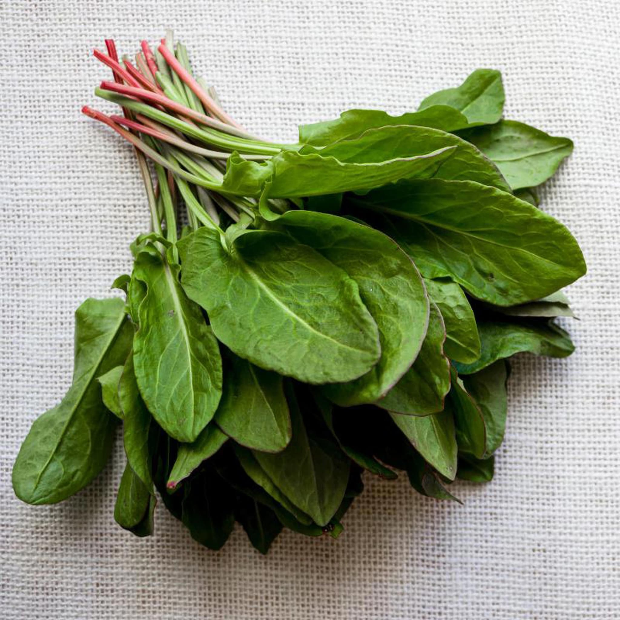 French Sorrel, Sharp, Lemony Leaves, Freshly Cut in Hampshire